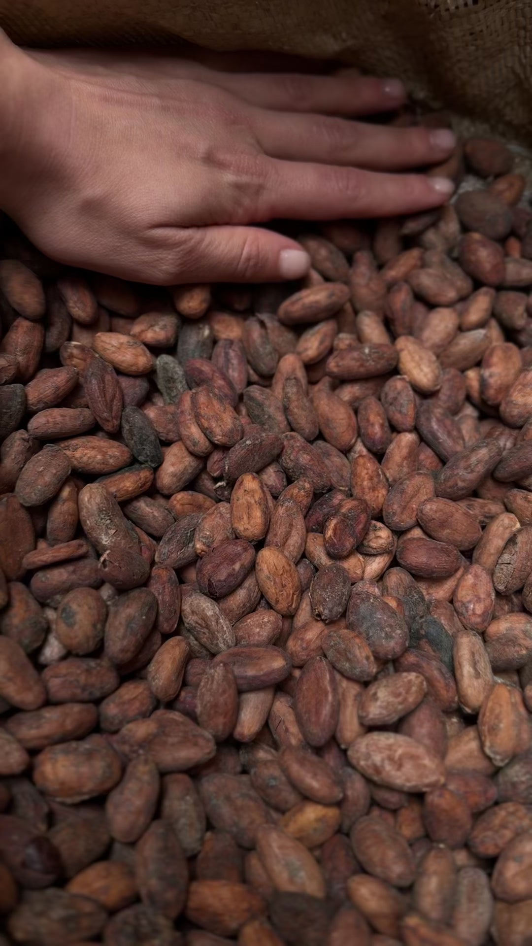 Cacao en grano 100%